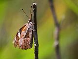 Butterfly On A Stalk_45034